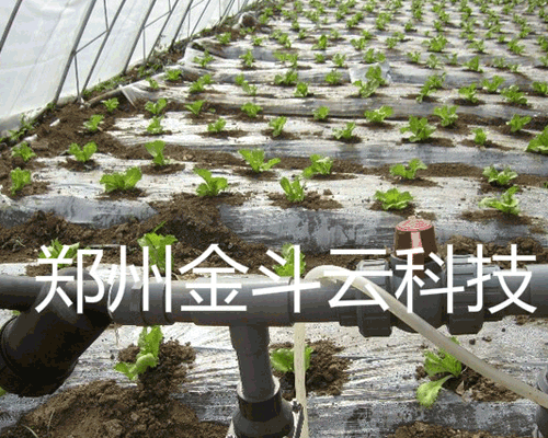 山東壽光大棚青菜午夜激情影院工程
